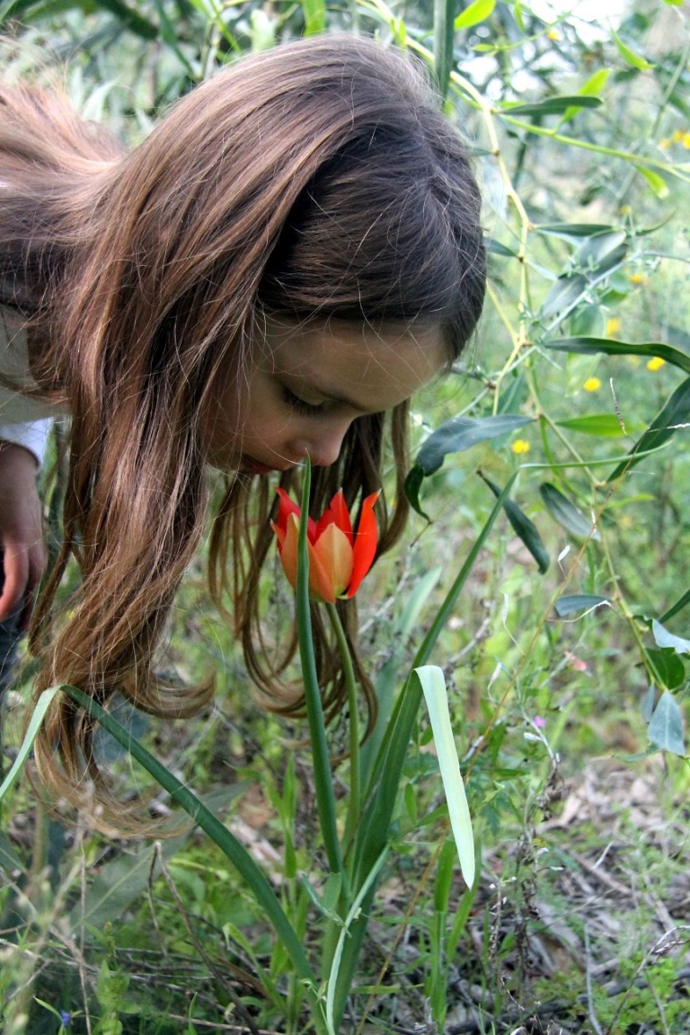 Тюльпан в Израиле