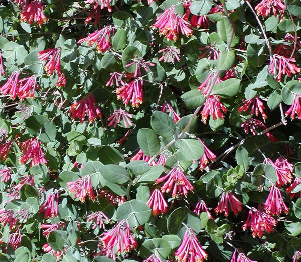 Lonicera_sempervirens