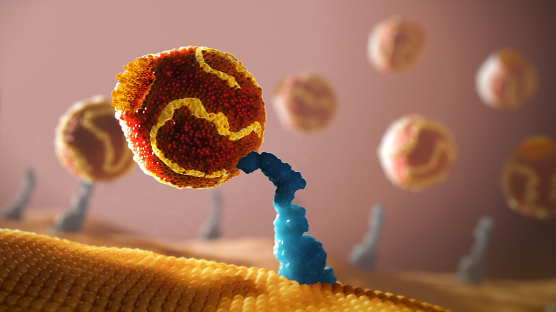 LDL binding to receptor