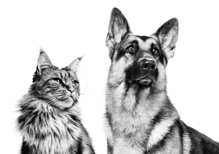dogs-cats
