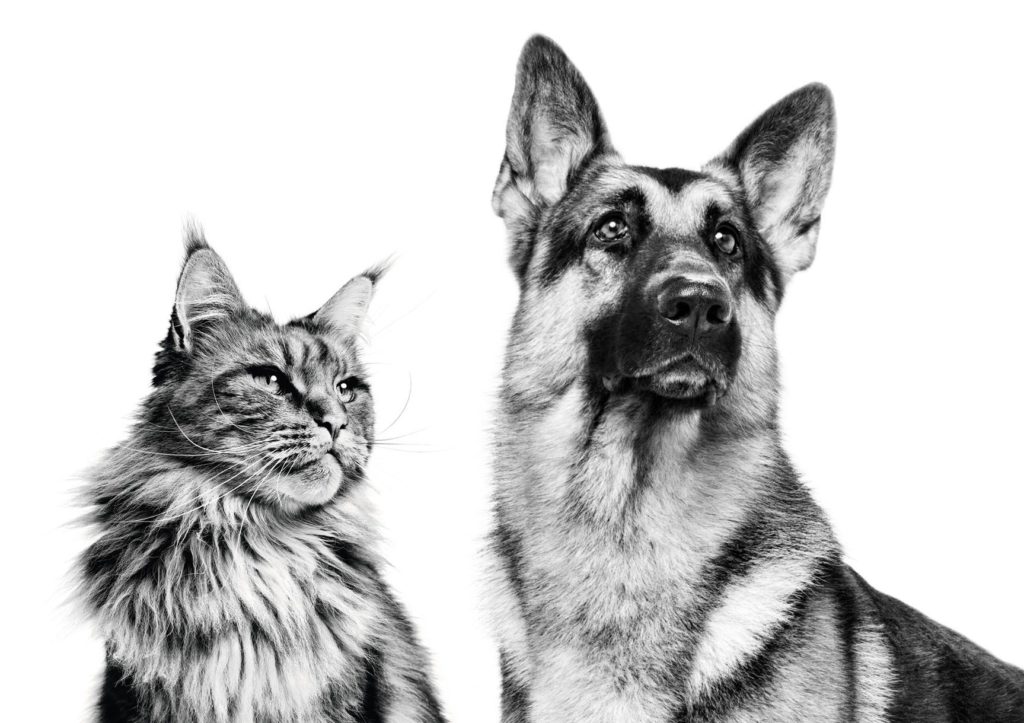 dogs-cats