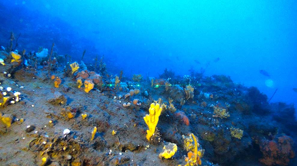 00 подводная съмка