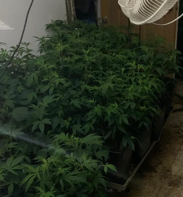 01 марихуана