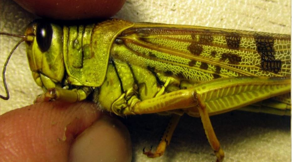 haipo-news-of-haifa-moti-mendelson-arbe-270220