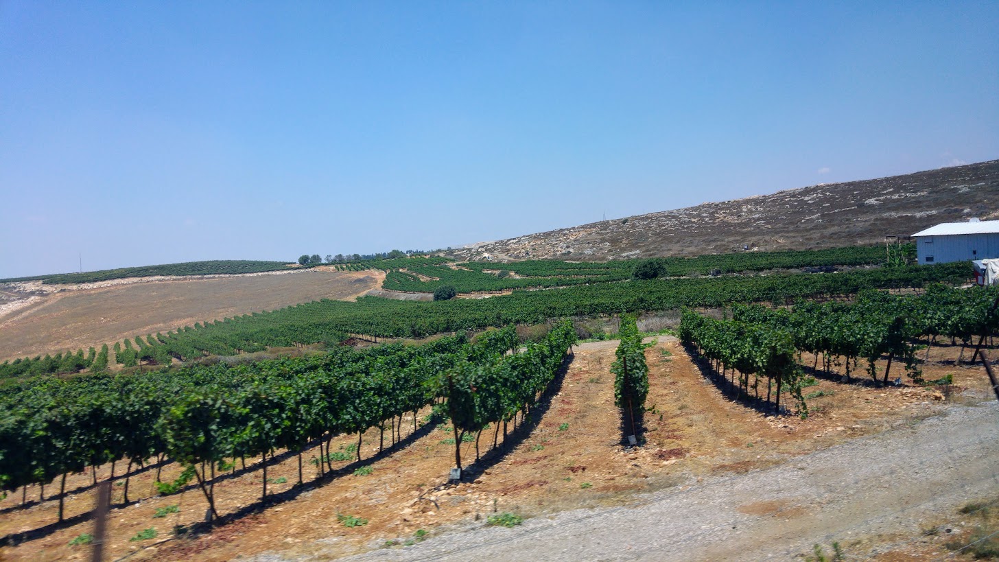 Посадка деревьев в Негеве