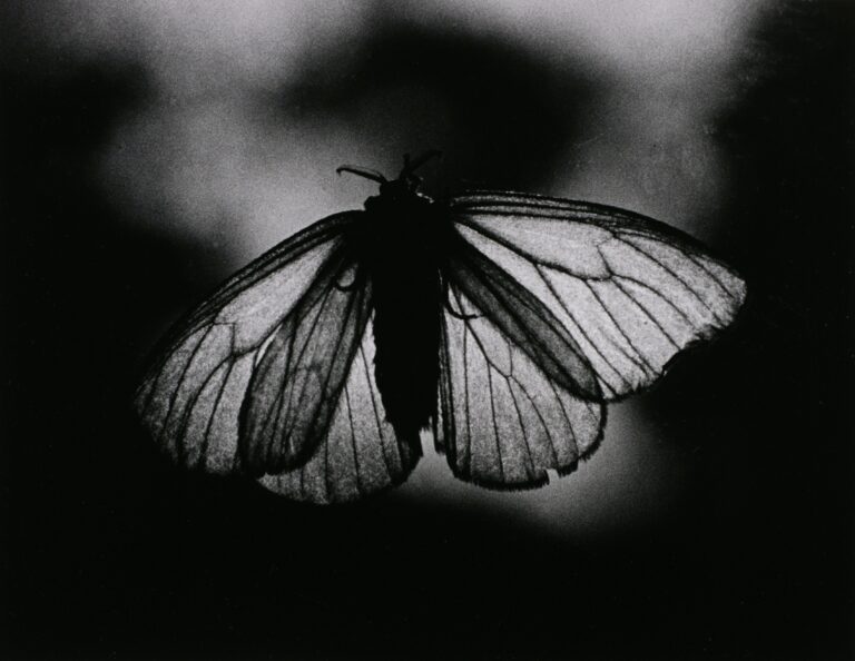 Накадзи Ясуи_Моль II_1934_Из коллекции Токийского музея фотографии