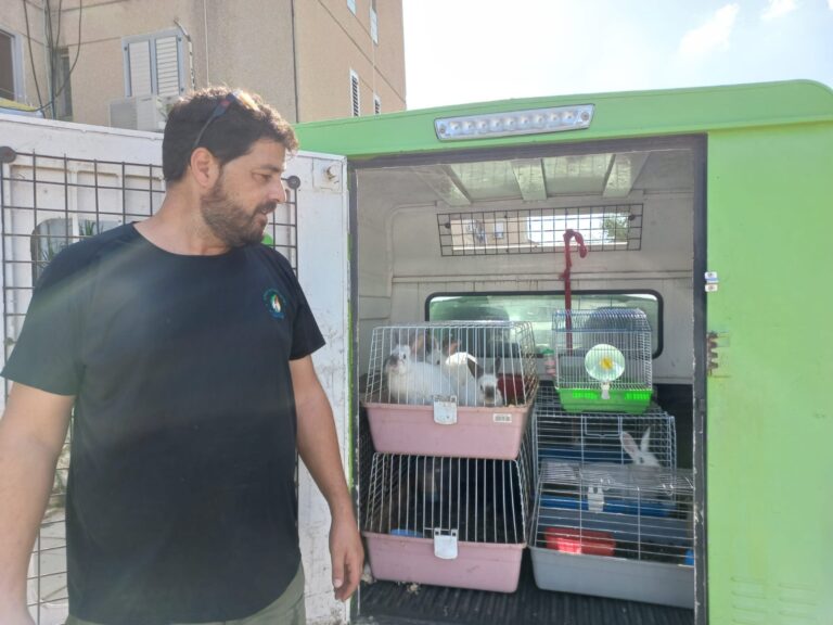 кроликсы (4)