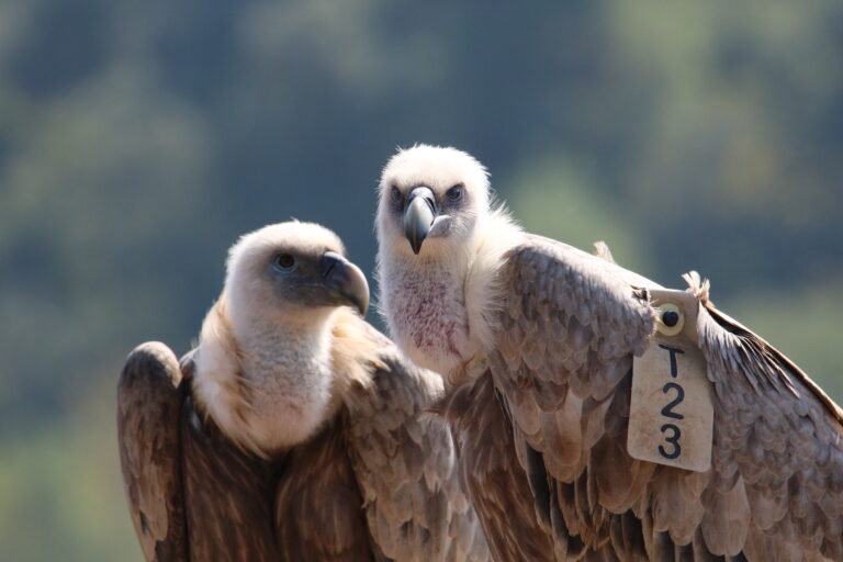 נשר בחי בר כרמל - יניב כהן רשות הטבע והגנים